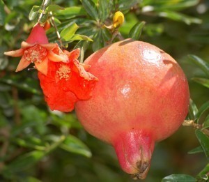 Pomegranate Sizes